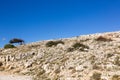 Mediterranean mountain vegetation