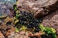 Mediterranean mussel Mytilus galloprovincialis grow on red granite stones in Zaliznyi Port Ukraine. Colony of black mussels