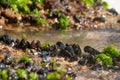 Mediterranean mussels on the rock in the sea Royalty Free Stock Photo