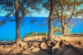 Mediterranean nature. View on mediterranean through green pine forest. Pine trunks and blue sea on horizon