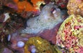 Mediterranean Octopus, Cabo Cope Puntas del Calnegre Regional Park, Spain Royalty Free Stock Photo