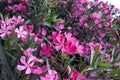 Mediterranean oleander Flowers Background