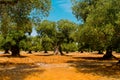 Mediterranean olive field with old olive tree