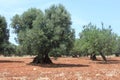 Mediterranean olive field with old olive trees against the blue sky Royalty Free Stock Photo