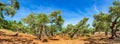 Mediterranean olive grove panorama with sunny blue sky Royalty Free Stock Photo