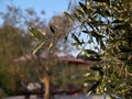 Mediterranean olive olive tree Royalty Free Stock Photo