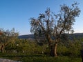 Mediterranean olive olive tree Royalty Free Stock Photo