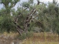 Mediterranean olive plantation with an old olive trees and stone wall. Picturesque landscape with twisted branches and