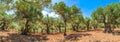 Plantation agriculture of olive grove field landscape panorama Royalty Free Stock Photo