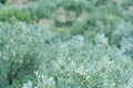 Mediterranean olive trees and olive branches with copy space