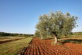 Mediterranean olive trees in a row