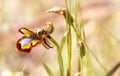 Mediterranean Ophrys speculum orchid species