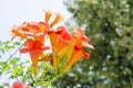 Mediterranean orange trumpet flower