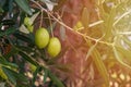 Mediterranean organic olives on tree branch close-up,