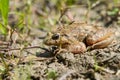 Mediterranean Painted Frog resting in mud and water Royalty Free Stock Photo