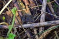 Mediterranean Painted Frog resting on damp dead twigs and leaves, camouflaged. Royalty Free Stock Photo