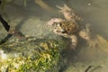 Mediterranean Painted Frog resting in mud and water Royalty Free Stock Photo