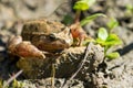 Mediterranean Painted Frog resting in mud and water Royalty Free Stock Photo