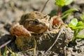 Mediterranean Painted Frog resting in mud and water Royalty Free Stock Photo