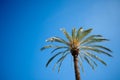 Mediterranean palm tree