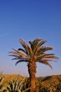 Mediterranean palm tree