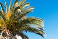 Mediterranean palm tree