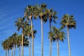 Mediterranean Palm Trees