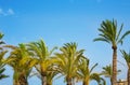 Mediterranean Palm trees on blue sky Royalty Free Stock Photo