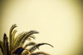 Mediterranean palm under an overcast sky