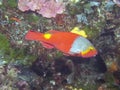 A Mediterranean Parrotfish Sparisoma cretense