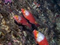 Mediterranean Parrotfish Sparisoma cretense