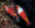 Mediterranean Parrotfish Sparisoma cretense