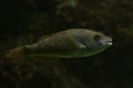 The Mediterranean parrotfish Sparisoma cretense.