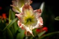 Mediterranean Peach Rose Macro Closeup