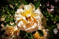 Mediterranean Peach Rose Macro Closeup
