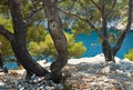 Mediterranean pine in calanque of Cassis, France