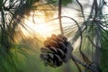 Mediterranean pine cone on a branch close-up. Details of the forest at sunset Royalty Free Stock Photo