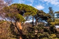 Mediterranean pine tree against the sky. Coniferous tree close-up Royalty Free Stock Photo