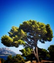 Old Mediterranean pine tree on bluesky background Royalty Free Stock Photo