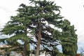Mediterranean pine tree on the background of the sky and the city Royalty Free Stock Photo