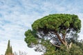 Mediterranean pine tree on the background of the sky. Coniferous tree close-up Royalty Free Stock Photo