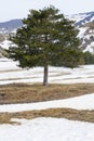 Mediterranean pine tree with leaves coniferous. In the snow