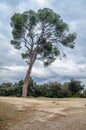 Mediterranean pine tree Royalty Free Stock Photo