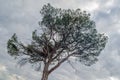 Mediterranean pine tree Royalty Free Stock Photo