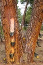 Mediterranean pines to collect resin, colophony Royalty Free Stock Photo