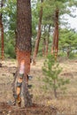 Mediterranean pines to collect resin, colophony Royalty Free Stock Photo