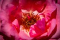 Mediterranean Pink Rose Macro Closeup