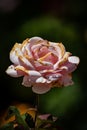 Mediterranean Pink Rose Macro Closeup
