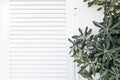 Mediterranean plant, shrub with green leaves against white wall with wooden window shutters. Empty copy space. Summer Royalty Free Stock Photo