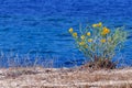 Mediterranean plant with yellow flowers on a dune of Tristinika beach, Toroni Royalty Free Stock Photo